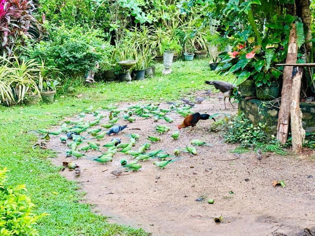 Bird House Villas Tangalle Exterior photo